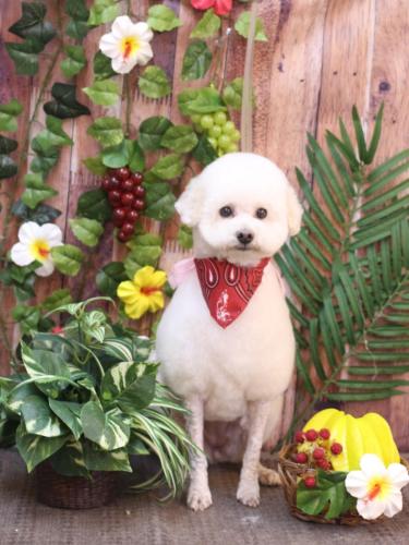 20230811MAPLEちゃん